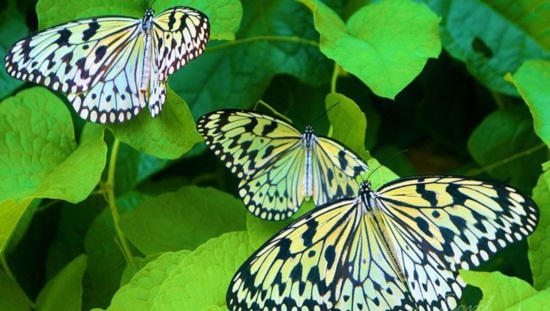 Butterfly Park và Insect Kingdom Sentosa