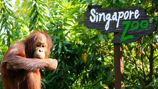 Vé Singapore Zoo là ngôi nhà giữa rừng mưa nhiệt đới